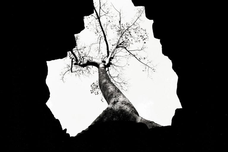 Image of a tree through hole in the ground